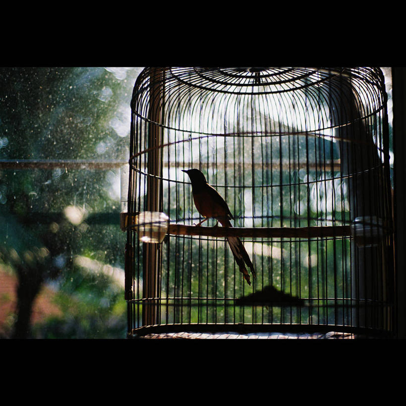 无人,方图,室内,特写,白天,宠物,马来西亚,鸟类,鸟笼,摄影,剪影,彩图,独处