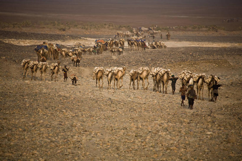 横图,室外,白天,沙漠,埃塞俄比亚,一群,许多,地形,很多,骆驼,家畜,摄影,运送,彩图