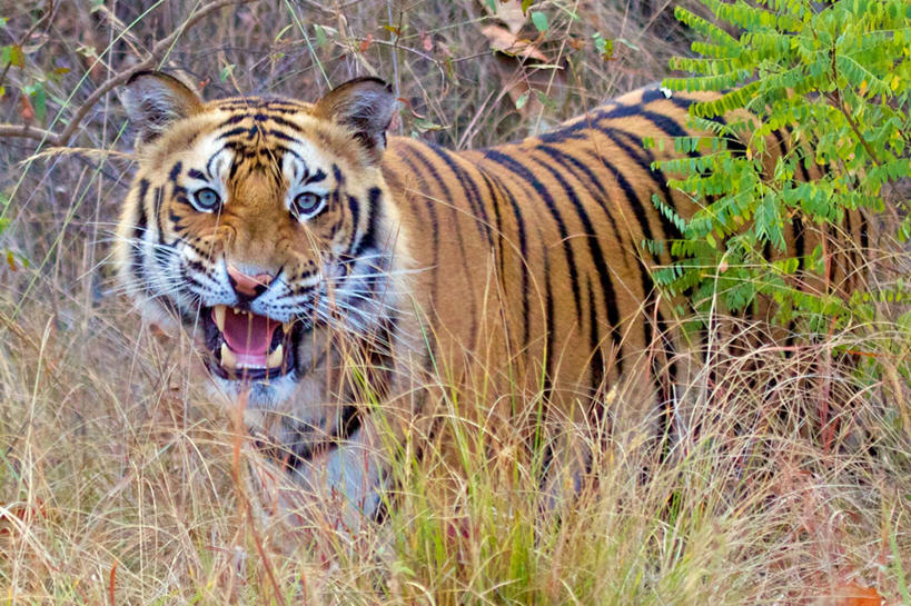 无人,横图,室外,白天,野生动物,印度,咆哮,田地,草,自然,摄影,孟加拉虎,彩图