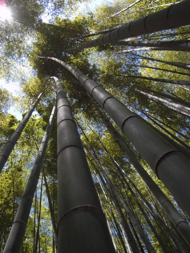 无人,竖图,室外,白天,美景,日光,日本,景观,竹林,注视,树,树干,自然,观察,看,景色,摄影,生长,观看,宁静,察看,关注,自然风光,镰仓,彩图