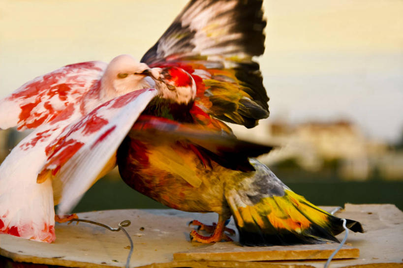 无人,站,横图,室外,特写,白天,鸽子,野生动物,西班牙,鸟类,动物,两只,摄影,交配,阿利坎特,亲吻,彩图,爱,动物行为