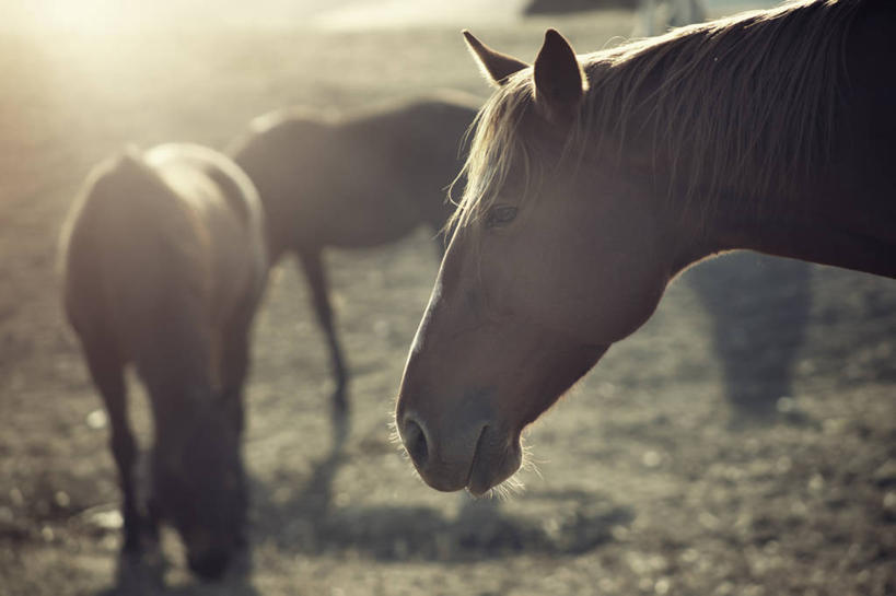 无人,站,横图,室外,白天,马,日光,哈萨克斯坦,三只,田地,自然,家畜,摄影,阿拉木图,彩图