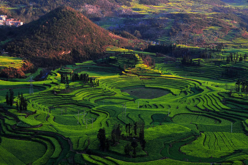 无人,横图,俯视,室外,白天,农业,农作物,美景,地形,景观,田地,自然,春天,油菜花,景色,摄影,生长,宁静,自然风光,罗平,云南省,地质学,自然地理,彩图,高角度拍摄