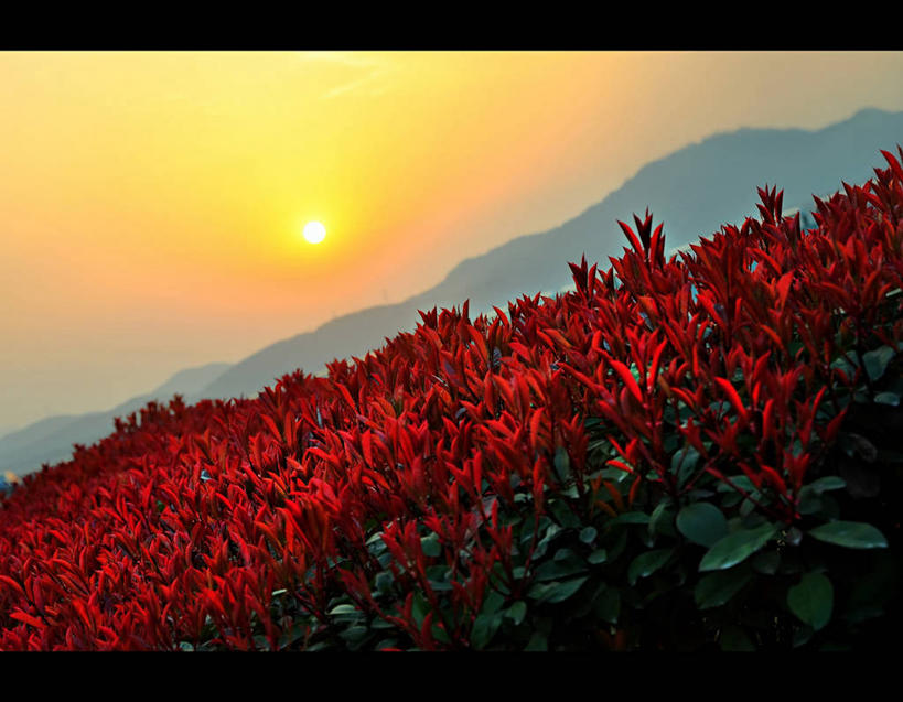 无人,横图,室外,白天,美景,山,太阳,植物,日光,景观,花瓣,浙江省,风景,天空,自然,春天,景色,摄影,生长,杭州,宁静,脆弱,自然风光,彩图