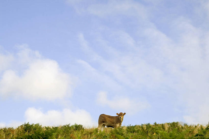 无人,横图,室外,白天,西班牙,云,草,天空,自然,摄影,牲畜,母牛,彩图,独处,家牛