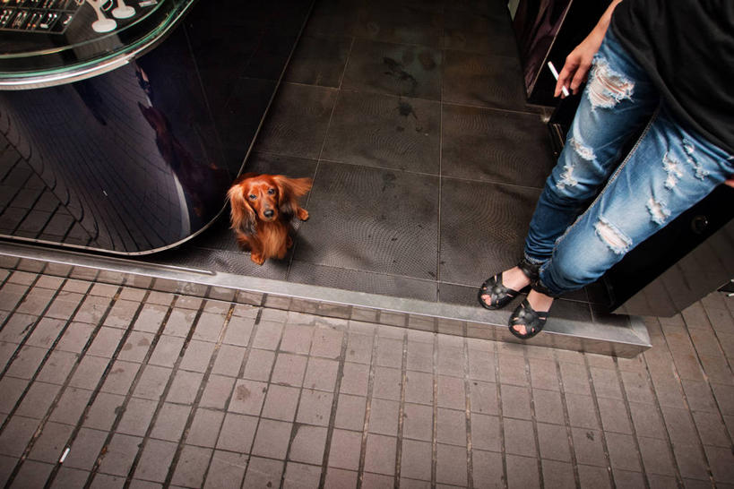 成年人,一个人,站,横图,俯视,室内,白天,宠物,狗,香烟,台湾,仅一个女性,首都,拿着,牛仔裤,休闲装,家畜,摄影,上瘾,台北,彩图,高角度拍摄