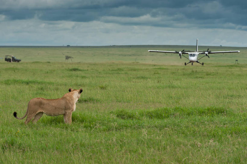 无人,横图,室外,白天,旅游,旅途,野生动物,狮子,肯尼亚,雌狮,着陆,草,天空,平原,摄影,直升机,等,四驱车,彩图,旅行,马赛马拉国家保护区
