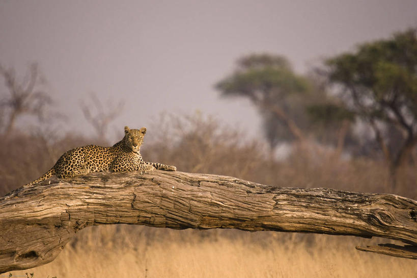无人,坐,横图,室外,白天,野生动物,博茨瓦纳,树,树干,天空,自然,看,休息,放松,摄影,国家公园,美洲豹,彩图