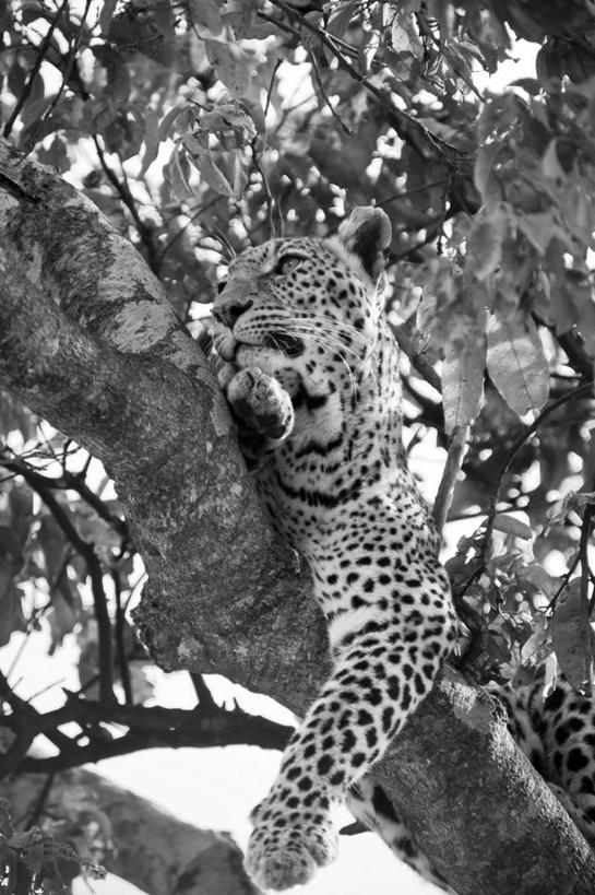 无人,竖图,黑白,室外,特写,白天,仰视,野生动物,叶子,肯尼亚,枝,树,休息,放松,摄影,美洲豹,式样,低角度拍摄,马赛马拉国家保护区