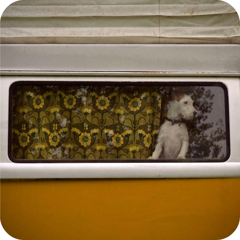 无人,方图,室外,白天,窗户,窗帘,宠物,狗,英国,杰克罗素梗,古典,注视,动物,观察,看,橙色,家畜,可爱,运输,摄影,观看,察看,关注,忠诚,帕尔森罗塞尔梗,露营车,杰克拉西尔梗,杰克.拉瑟梗,犬,彩图