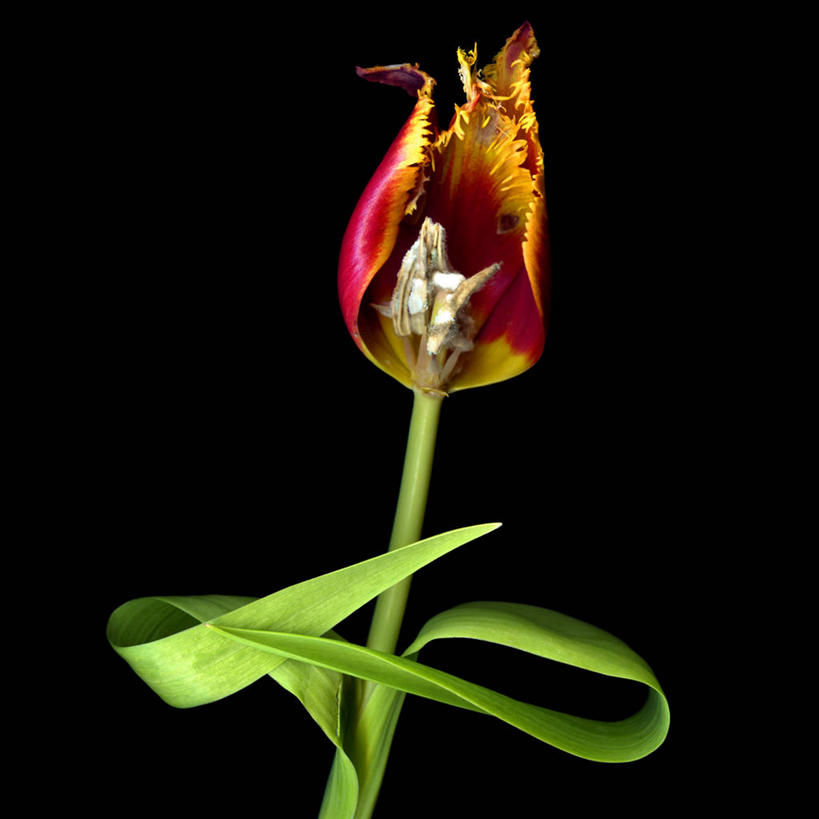 无人,方图,特写,郁金香,叶子,英国,黑色背景,茎,花,花瓣,一个,摄影,单个,脆弱,简单,迷路,彩图,影棚拍摄