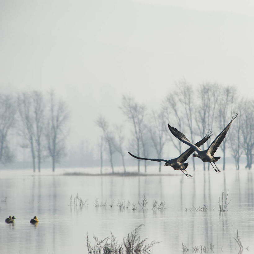 无人,方图,室外,白天,湖,野生动物,四只,鸟类,鸭子,半空,飞,自然,摄影,宁静,云南省,彩图