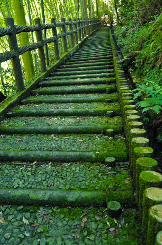 无人,栏杆,竖图,室外,白天,日本,日本文化,竹林,小路,绿色,摄影,宁静,四国,彩图