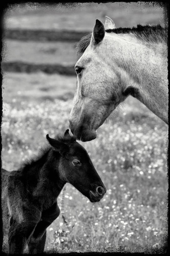 无人,站,竖图,黑白,室外,特写,白天,楼梯,马,西班牙,草,白色,黑色,动物,两只,家畜,摄影,牲畜,关爱,小马,爱