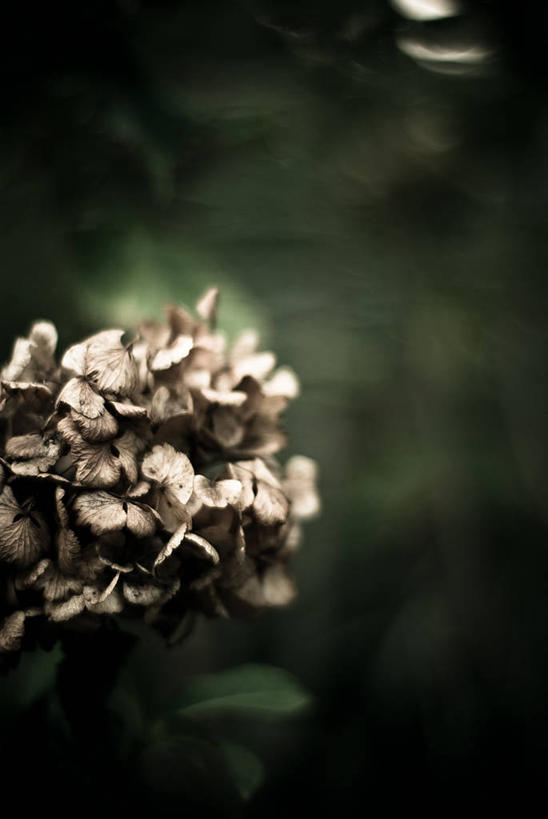 无人,竖图,室外,特写,白天,骄傲,八仙花,叶子,日本,花,自然,绣球花,摄影,生长,紫阳花,洋绣球,脆弱,清新,草绣球,斗球,七变化,粉团花,善变,彩图