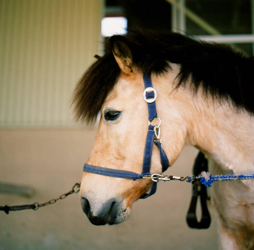 无人,横图,室外,白天,马,日本,家畜,摄影,彩图