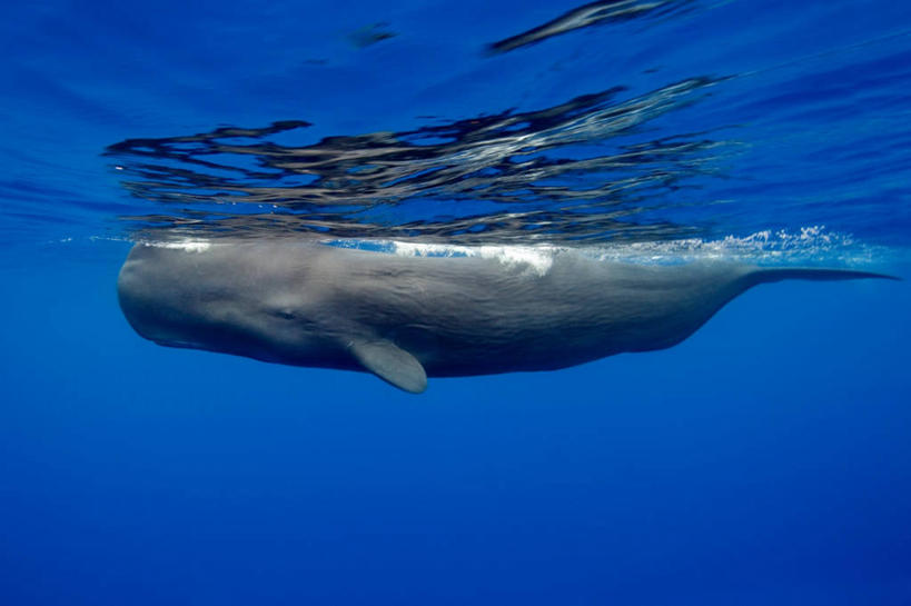 游泳,无人,横图,特写,水下,野生动物,多米尼加,鱼类,蓝色,摄影,鲸,抹香鲸,彩图