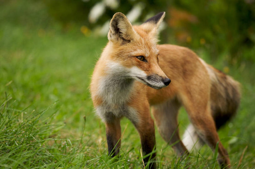 无人,站,横图,室外,白天,狐狸,野生动物,加拿大,草,摄影,机敏,爱德华王子岛,红狐,彩图