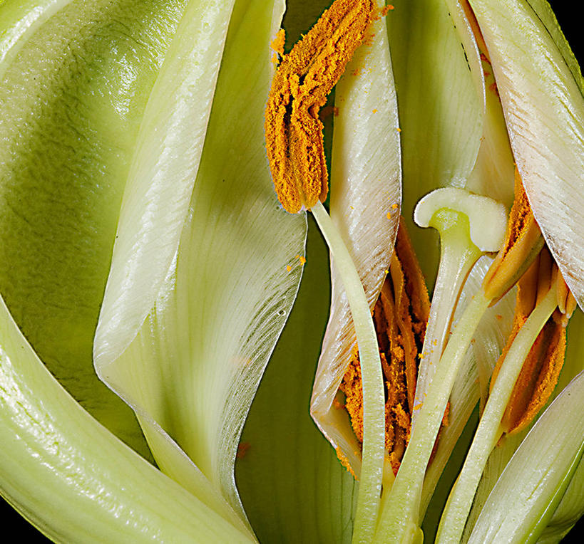 无人,横图,百合花,英国,花,花瓣,摄影,脆弱,雄蕊,清新,柴郡,彩图,斯托克波特