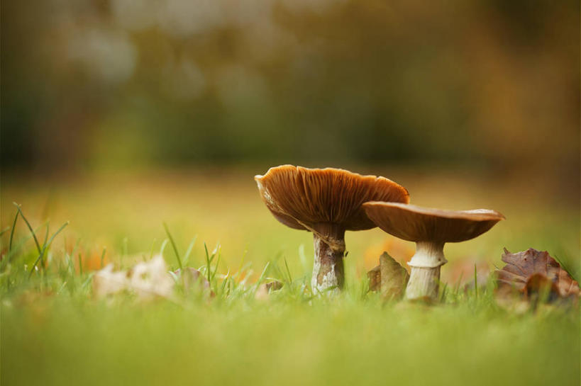 无人,横图,室外,特写,白天,微距,英国,田地,苏格兰,自然,摄影,生长,脆弱,毒蘑菇,秋天,彩图