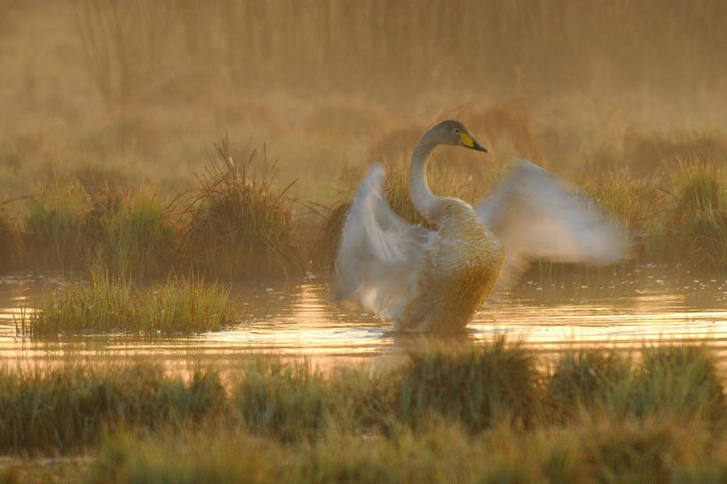 无人,横图,室外,运动模糊,日出,湖,野生动物,天鹅,瑞典,反射,鸟类,草,自然,摄影,彩图