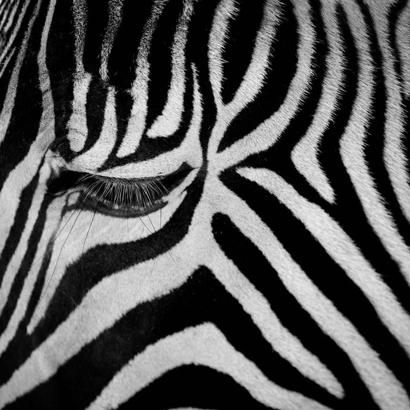 无人,方图,特写,斑马,英国,条纹,白色,黑色,摄影,式样,彩图,全画面,全框架,全帧,全画幅