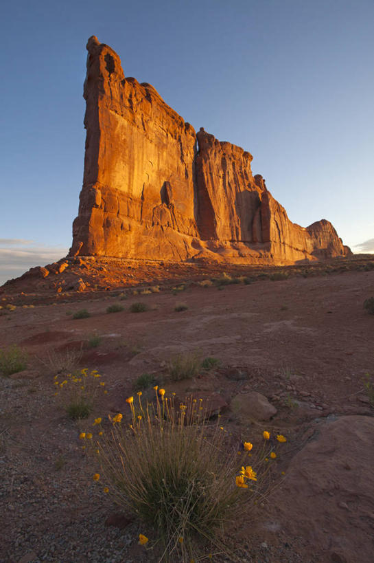 无人,竖图,室外,白天,日出,美国,野花,天空,自然,摄影,宁静,岩层,拱门国家公园,犹他,地质学,岩石,彩图,摩押