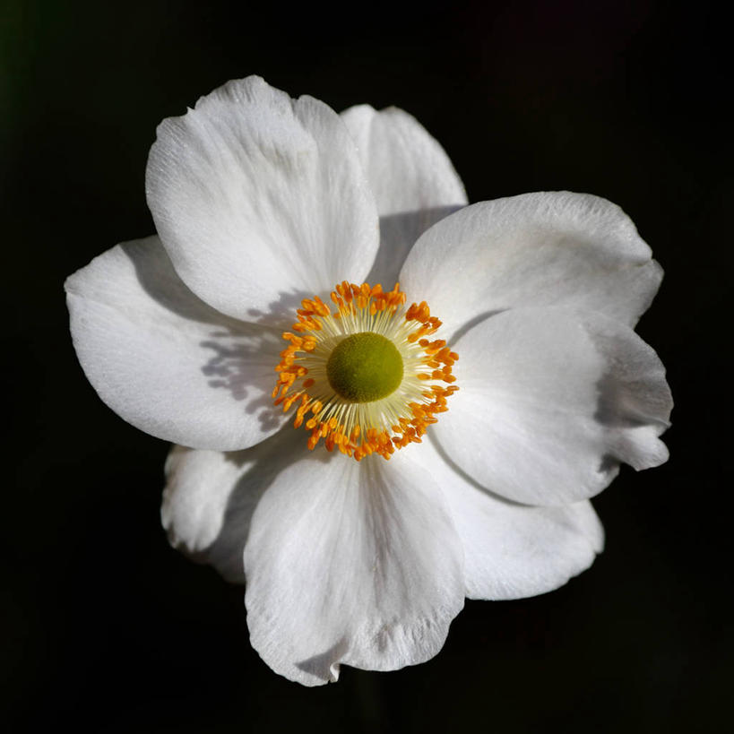 无人,方图,室外,特写,白天,德国,黑色背景,盛开,花蕾,花,花瓣,花朵,鲜花,一朵,一个,白色,花苞,花蕊,摄影,银莲花,单个,脆弱,雄蕊,清新,法兰克福,银莲,复活节花,黑森州,彩图,影棚拍摄