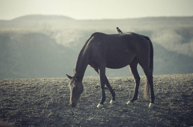 无人,站,横图,室外,白天,牧场,马,野生动物,哈萨克斯坦,鸟类,自然,动物,两只,摄影,阿拉木图,彩图,共生关系