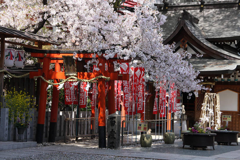 无人,横图,室外,白天,建筑,日本,节日,日本文化,文化,花,春天,祈祷,健康,许愿,摄影,宗教,信仰,纪念,神道,祈求,神殿,神道教,平安,彩图