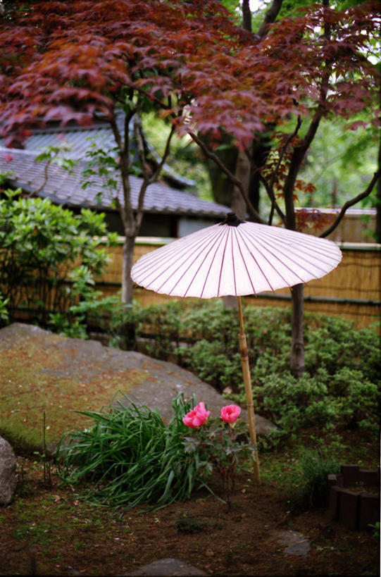 无人,竖图,室外,白天,美景,东京,日本,日本文化,景观,首都,油纸伞,草,花,树,自然,景色,摄影,生长,脆弱,清新,自然风光,牡丹,彩图