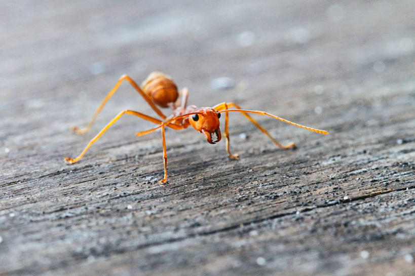 无人,横图,室外,特写,白天,野生动物,泰国,木制,昆虫,摄影,织工蚁,甲米,彩图
