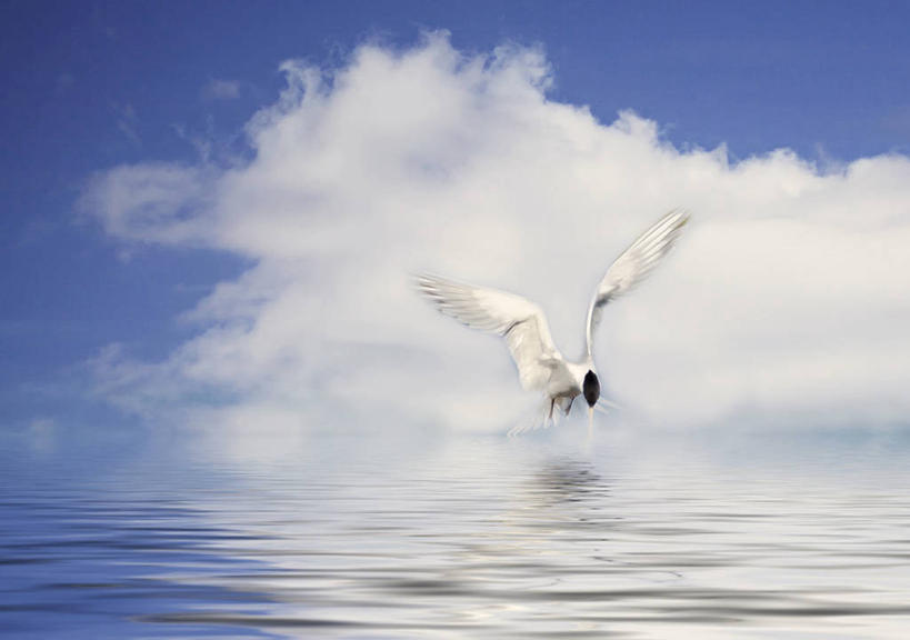 无人,横图,室外,白天,自由,海洋,美景,美国,波纹,反射,鸟类,燕鸥,捕食,景观,云,飞,天空,自然,动物,景色,摄影,宁静,加利福尼亚,自然风光,潘塔纳尔湿地,彩图