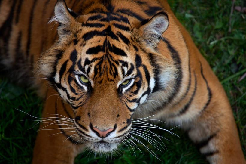 无人,躺,横图,室外,特写,白天,虎,野生动物,英国,自然,动物,摄影,肖像,彩图