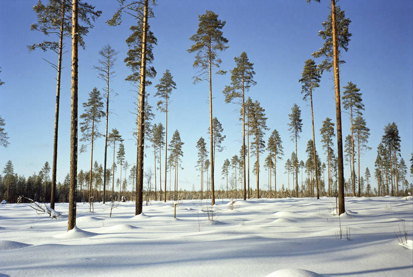 无人,横图,室外,白天,森林,雪,日光,冬天,树,自然,寒冷,摄影,宁静,万里无云,花旗松,彩图