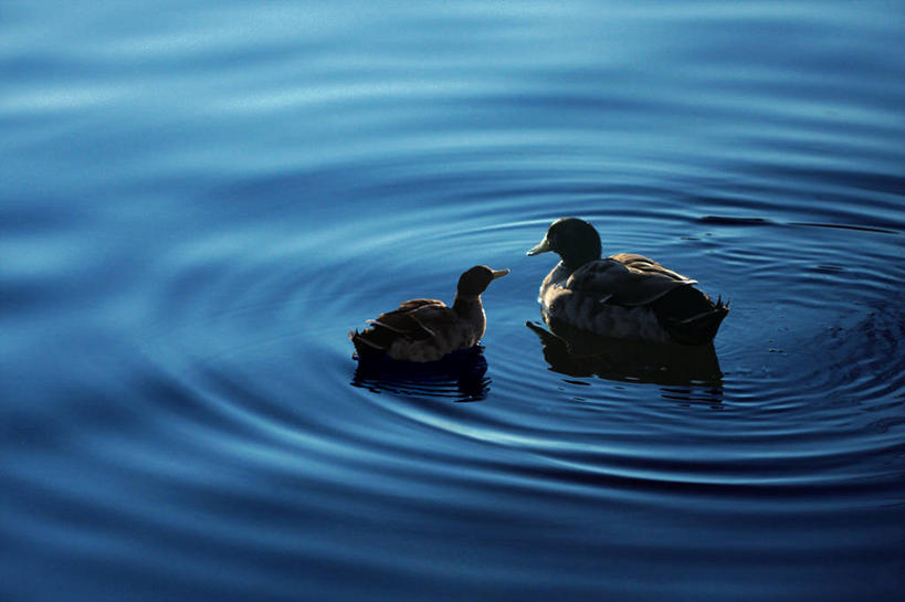 游泳,无人,横图,俯视,室外,湖,鸟,野生动物,意大利,波纹,鸟类,鸭,鸭子,首都,家禽,黄昏,动物,两只,摄影,牲畜,关爱,彩图,高角度拍摄