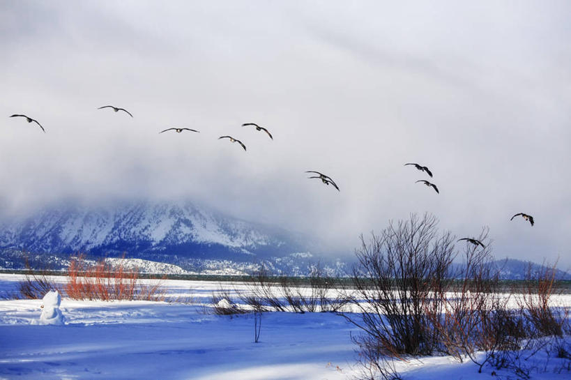 无人,横图,室外,白天,海洋,暴风雨,野生动物,美国,一群,许多,鸟类,很多,半空,飞,风景,自然,摄影,宁静,内华达州,太浩湖,彩图