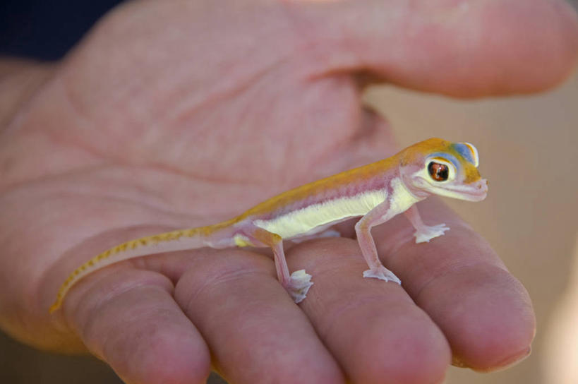 手,手掌,一个人,横图,室外,特写,白天,壁虎,野生动物,纳米比亚,探索,人体,摄影,部分,彩图