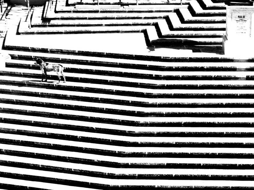 无人,站,横图,俯视,黑白,室外,白天,楼梯,宠物,狗,马耳他,文字,摄影,记忆,式样,戈佐岛,高角度拍摄