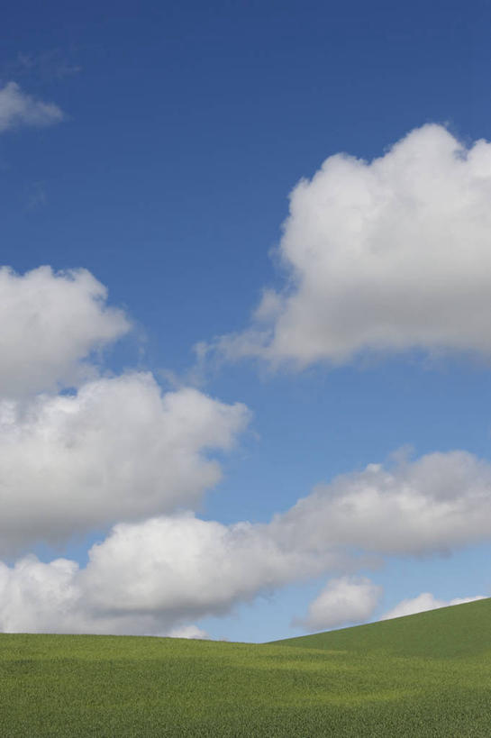 无人,竖图,室外,白天,小麦,美景,美国,景观,田地,云,草,风景,天空,自然,景色,摄影,宁静,加利福尼亚,自然风光,彩图,北加利福尼亚州