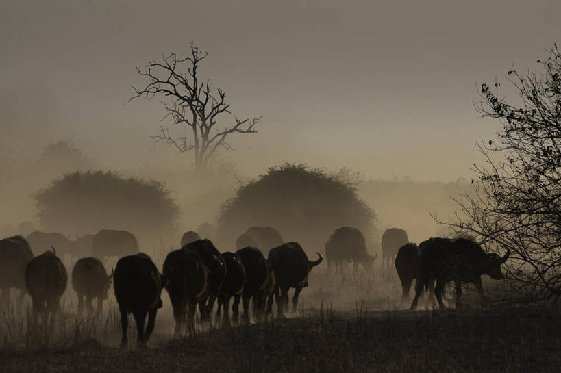 无人,横图,室外,野生动物,博茨瓦纳,一群,许多,很多,树,黄昏,摄影,灰尘,国家公园,剪影,非洲水牛,野牛,步行,彩图