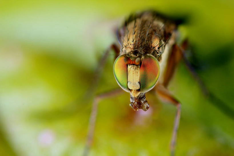无人,横图,室外,特写,白天,野生动物,金属制品,英国,金属,昆虫,动物,摄影,益虫,阿伯丁,彩图