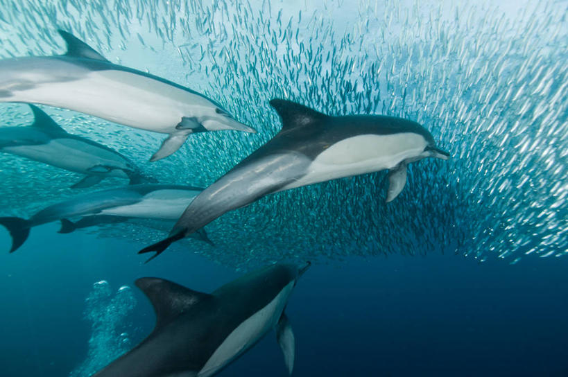 游泳,无人,横图,水下,海洋,非洲,南非,一群,许多,鱼群,很多,鱼类,摄影,阿非利加洲,南非共和国,夸祖鲁.纳塔尔省,真海豚,彩图