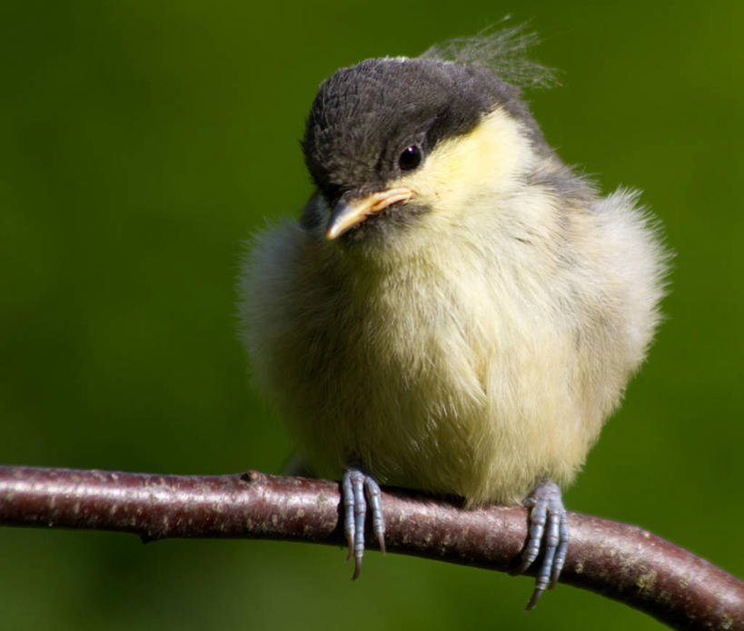 无人,横图,室外,特写,白天,正面,野生动物,英国,鸟类,山雀,枝,小鸟,动物,摄影,栖息,彩图