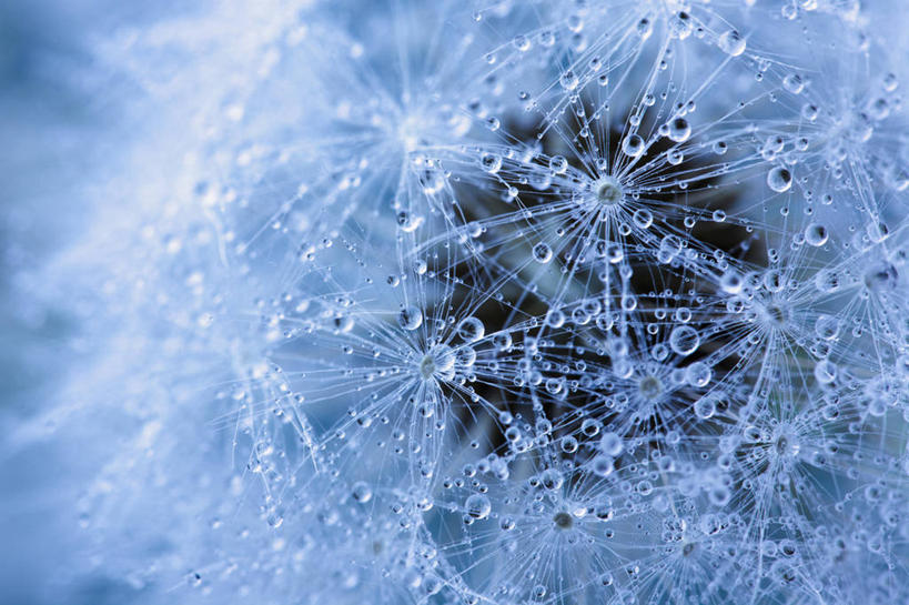 无人,横图,室外,特写,白天,爱情,水,蒲公英,东京,日本,亚洲,丰富,水滴,种子,首都,自然,摄影,脆弱,清新,东亚,纯净,本州,关东地方,本州岛,日本国,东京都,开朗,蒲公草,尿床草,黄花地丁,彩图,目黑区