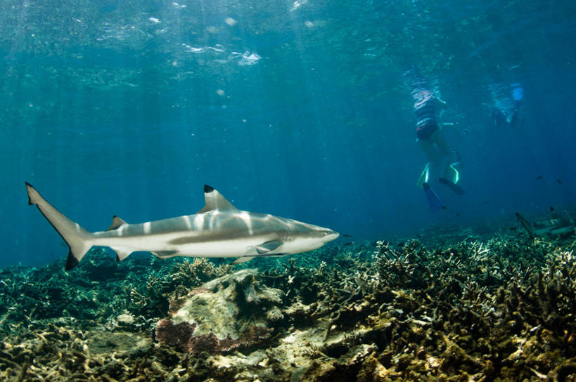游泳,成年人,两个人,横图,室外,白天,风险,水下,鲨鱼,马来西亚,鱼类,自然,动物,摄影,脚蹼,潜水装备,浮潜,冒险,危险,彩图,水肺潜水