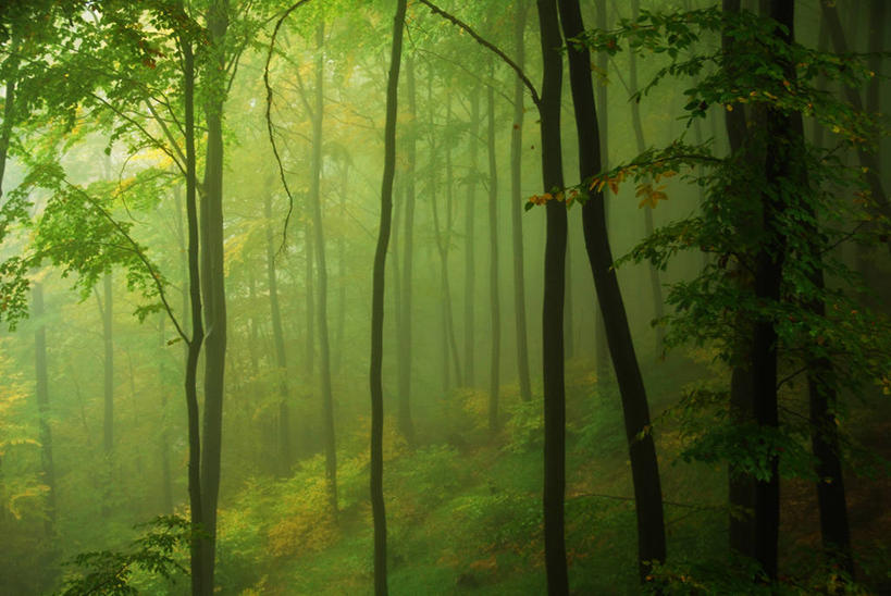 无人,横图,室外,白天,森林,树林,雾,保加利亚,天气,树,绿色,自然,摄影,生长,山毛榉树,秋天,彩图