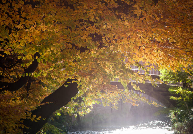 无人,横图,室外,白天,美景,叶子,日光,英国,景观,树皮,树,小溪,自然,景色,摄影,宁静,自然风光,改变,柴郡,秋天,彩图,斯托克波特