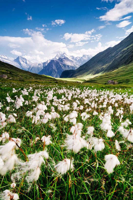 无人,竖图,室外,白天,农业,美景,山,瑞士,景观,田地,云,棉花,风景,天空,自然,景色,摄影,生长,宁静,自然风光,彩图