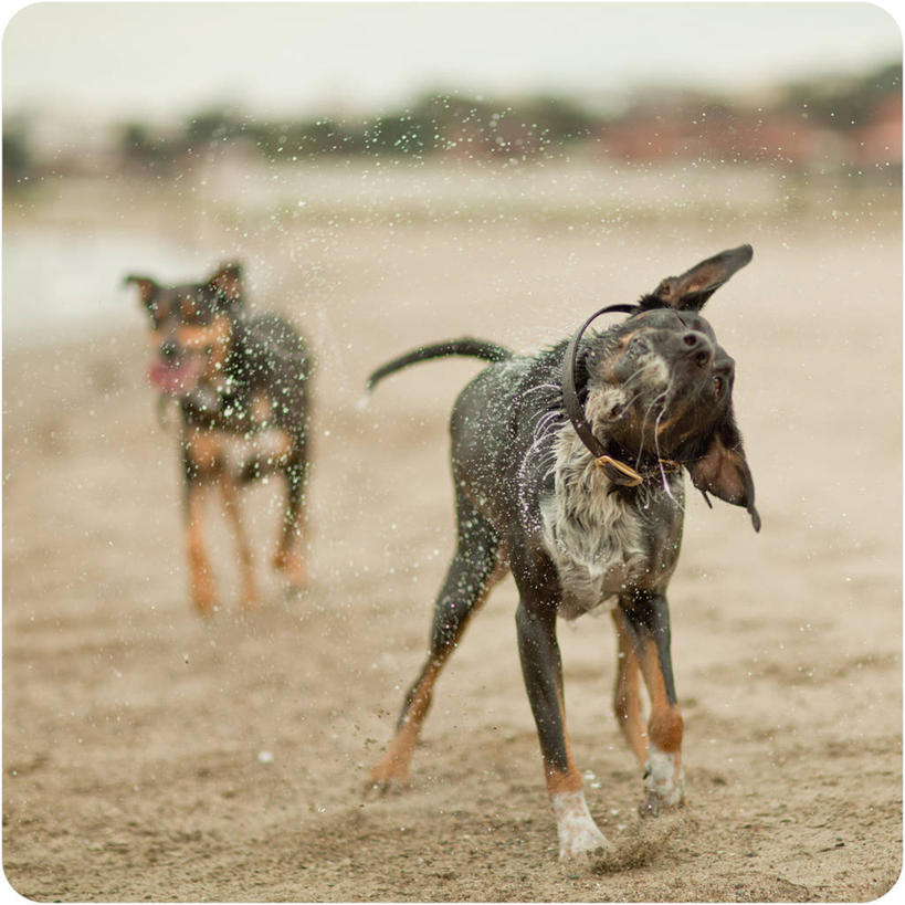 无人,方图,室外,白天,宠物,狗,美国,溅,沙子,动物,两只,家畜,摄影,摇动,加利福尼亚,旧金山,海滩,彩图,宠物项圈